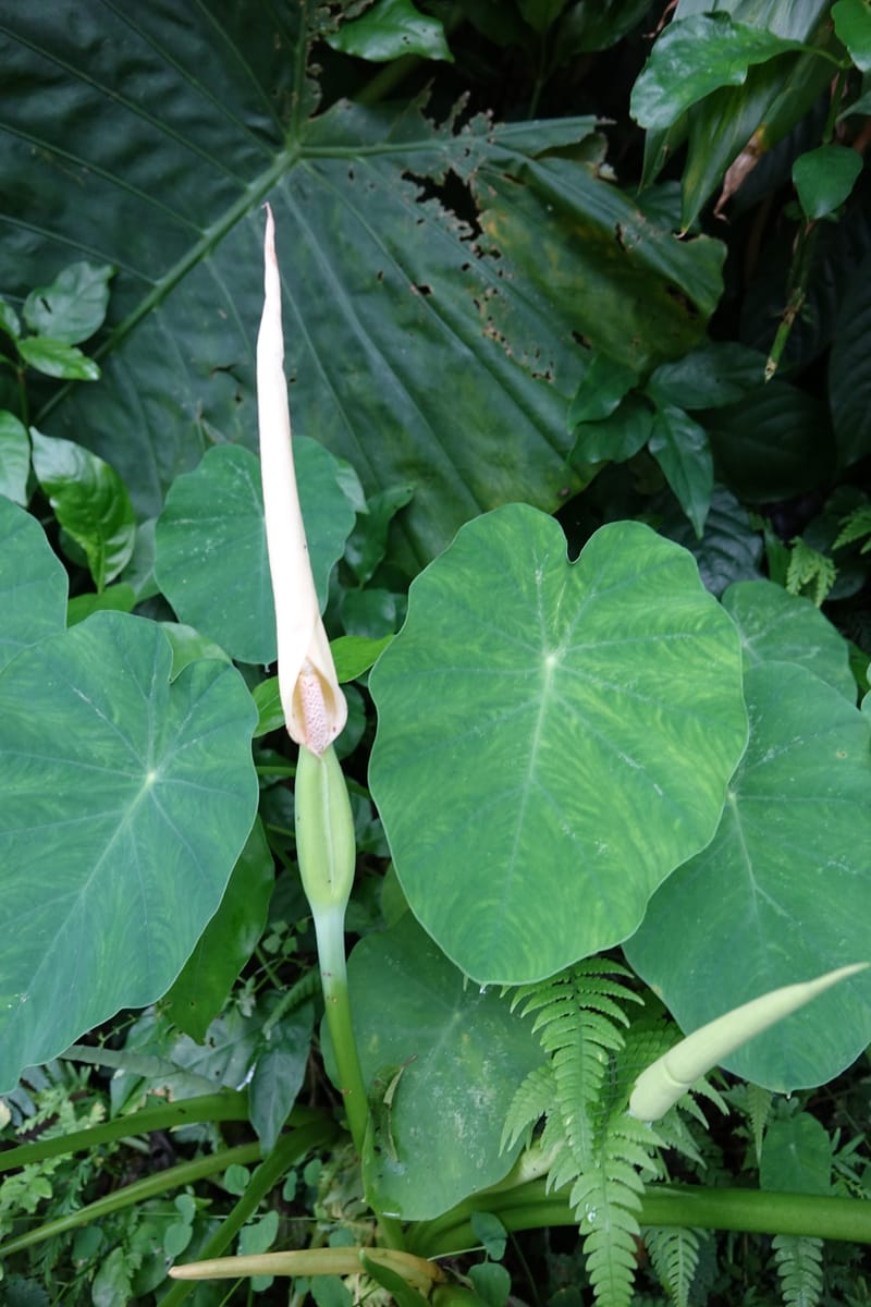 Colocasia formosana, Chung Kuo-Fang 3352--Taiwan. Wulai Distr. Wulai village. Hsing Hsian Trail. 19 May 2016. DSC03046 (207).JPG