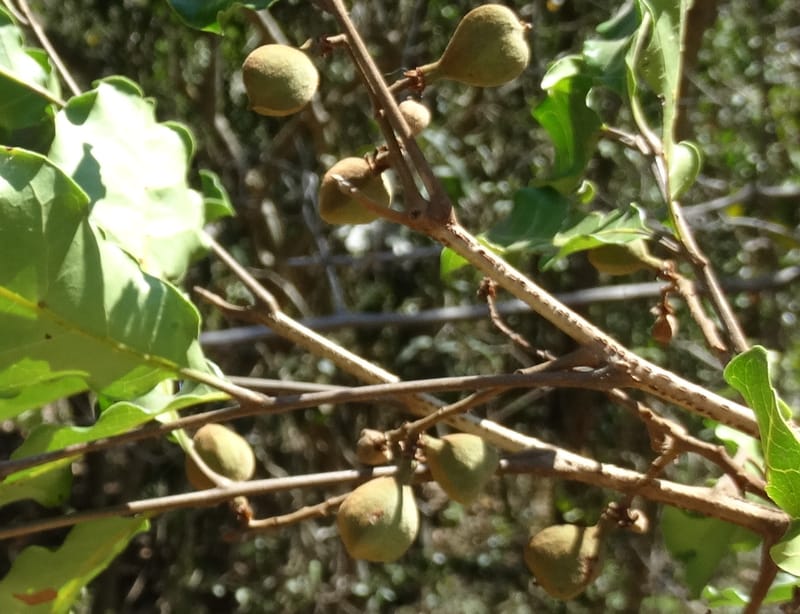 Cupaniopsis, Callmander, M 1227--New Caledonia. Tina. 10 Nov 2015. DSC00610 (10).JPG