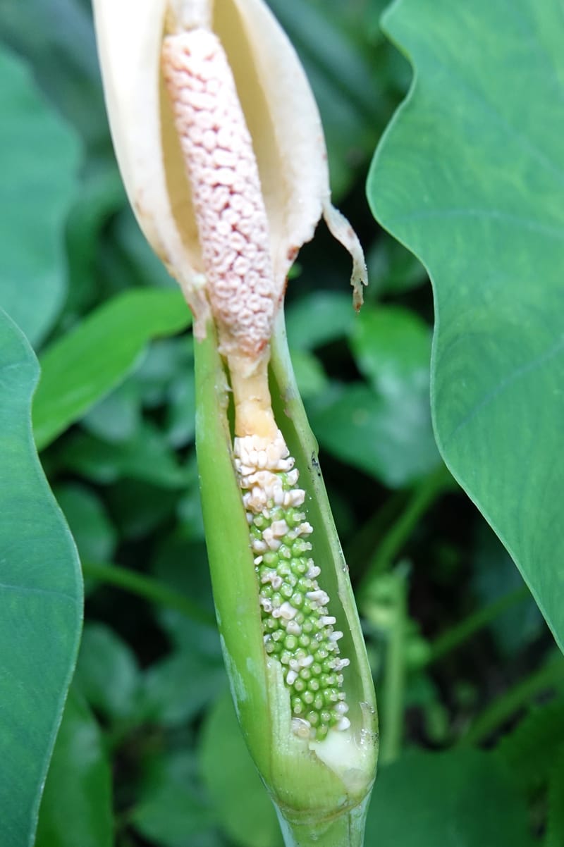 Colocasia formosana, Chung Kuo-Fang 3352--Taiwan. Wulai Distr. Wulai village. Hsing Hsian Trail. 19 May 2016. DSC03046 (213).JPG