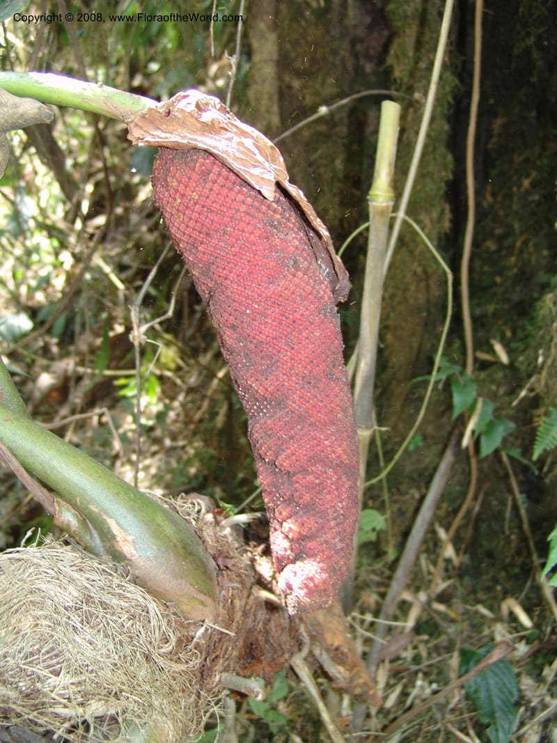 Anthurium gualeanum, Croat93239--Ecuador. Prov. Pichincha. Old hwy Quito to Sto. Domingo.   12 Aug 04. 105.jpg
