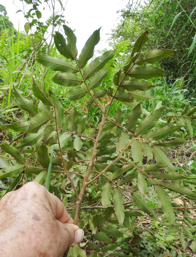 Alectryon vitiensis, Munzinger, J 7376--Fiji. Valeni Vill. 6 Nov 2015. DSC09910 (24).JPG