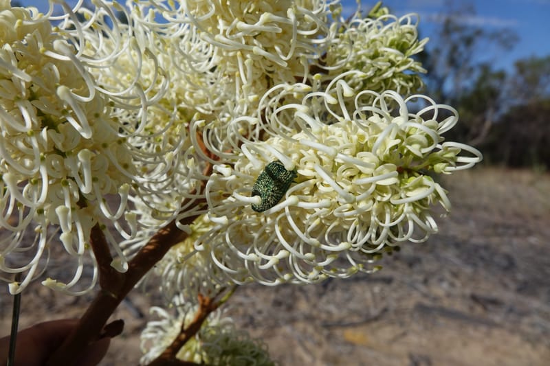 Grevillea leucopteris, Davidson, C 13440--Australia. W.A. Eneabba-Coolimba Rd. 24 Oct 2016. DSC05242 (86).JPG