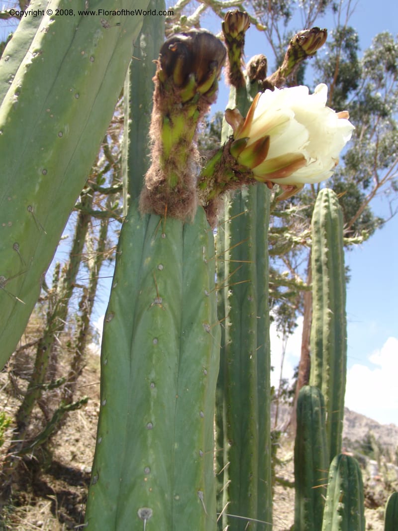 Trichocereus bridgesii--Bolivia. La Paz. Jardin Botanico La Paz. 3 Dec 04. 105.jpg