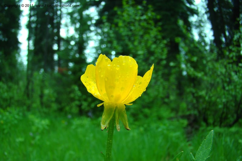Ranunculus, C. Davidson 11402--Idaho. Adams Co. Smokey Boulder Rd. 6 June 2009. 005.jpg