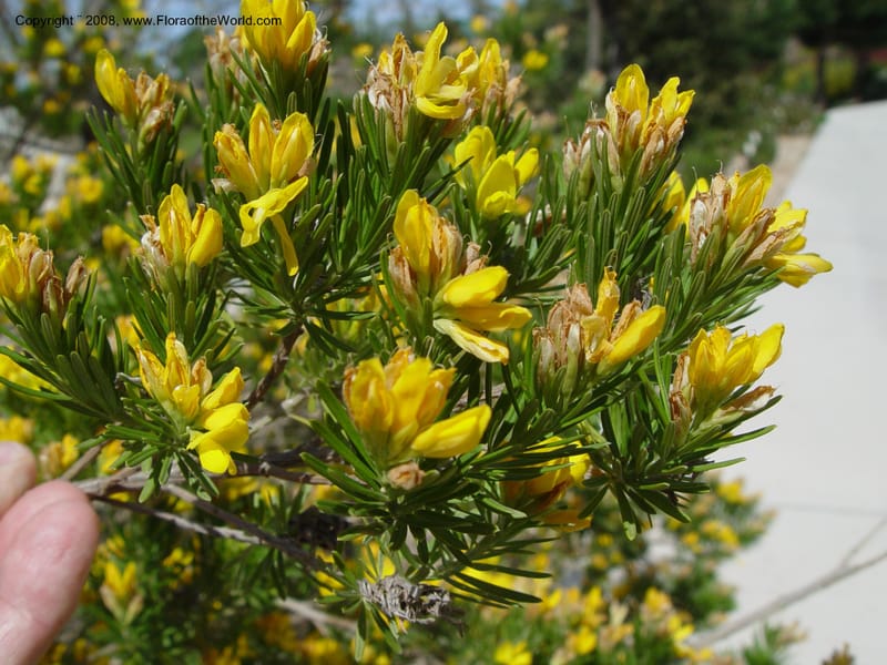 Genista linifolia, 2000.00026--Spain. Barcelona Botanic Garden. 19 Apr 04. 015.jpg