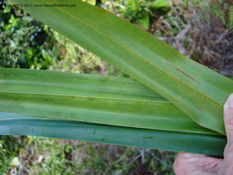 Pandanus,  Munzinger, J 4761--New Caledonia, Prov N, Mt. Mandjelia,  13 Nov 2007   036 (3).jpg