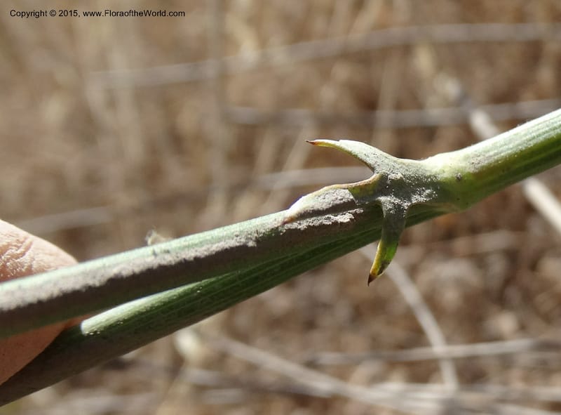 Asteriscium chilensis, Davidson, C 12819--Chile. Ruta J-55 east of Talca. 27 Nov 2014. DSC08479 (79).JPG