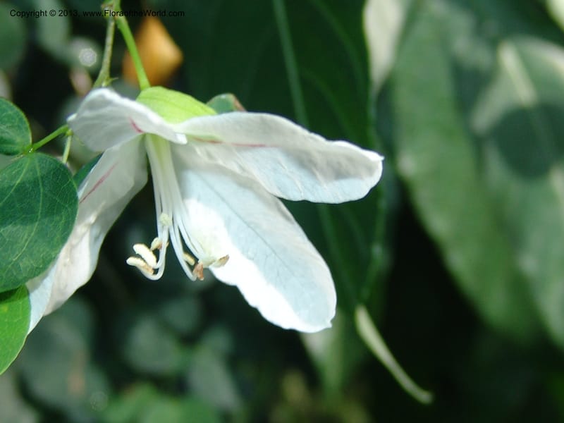 Bauhinia natalensis--So.Africa. Lowveld Nat. Bot. Gard. 14 Mch 05. 285.jpg