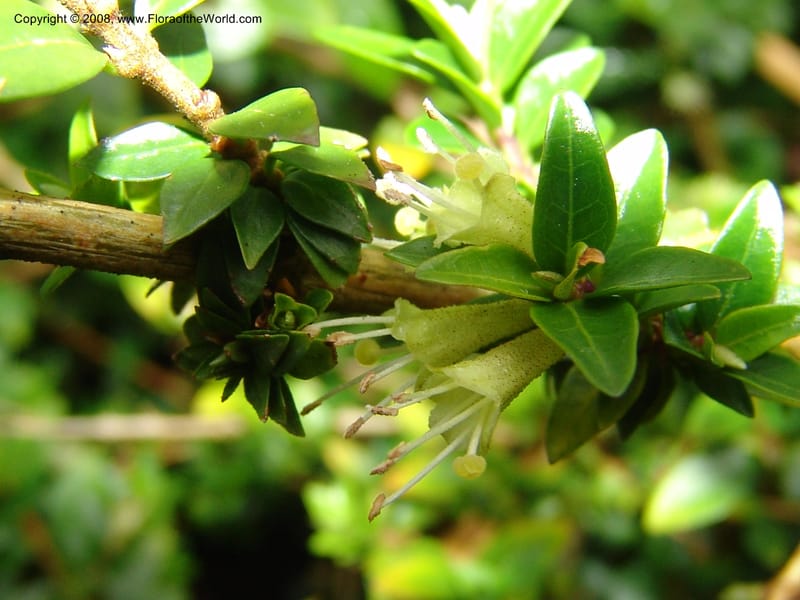 Lonicera nitida--CA. San Francisco Botanical Garden (Strybing Arb.). 30 Mch 06. 028.jpg