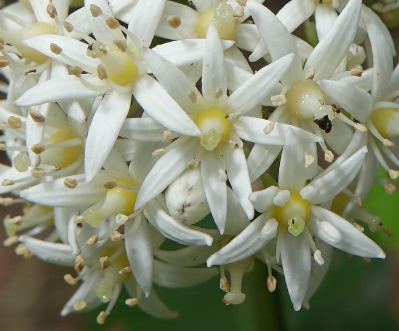 Cuttsia viburnea, Davidson, C 13348--Australia. Qld. Austinville Rd. Stop 4. 17 Oct 2016. DSC02986 (40).JPG