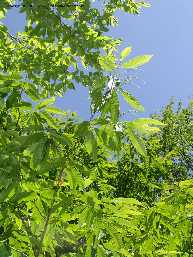 Foliage and emerging catkins against a clear blue sky
