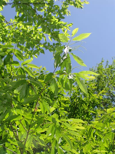 Foliage and emerging catkins against a clear blue sky