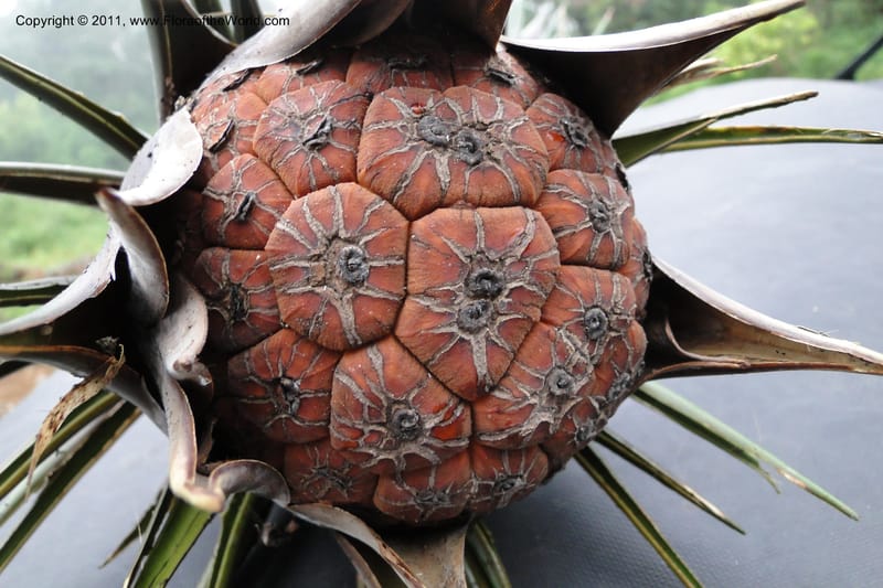 Pandanus joskei, M. Callmander 963-- Fiji. Area of Monasavu Dam I. 9 Feb 2011. 490 (42).jpg