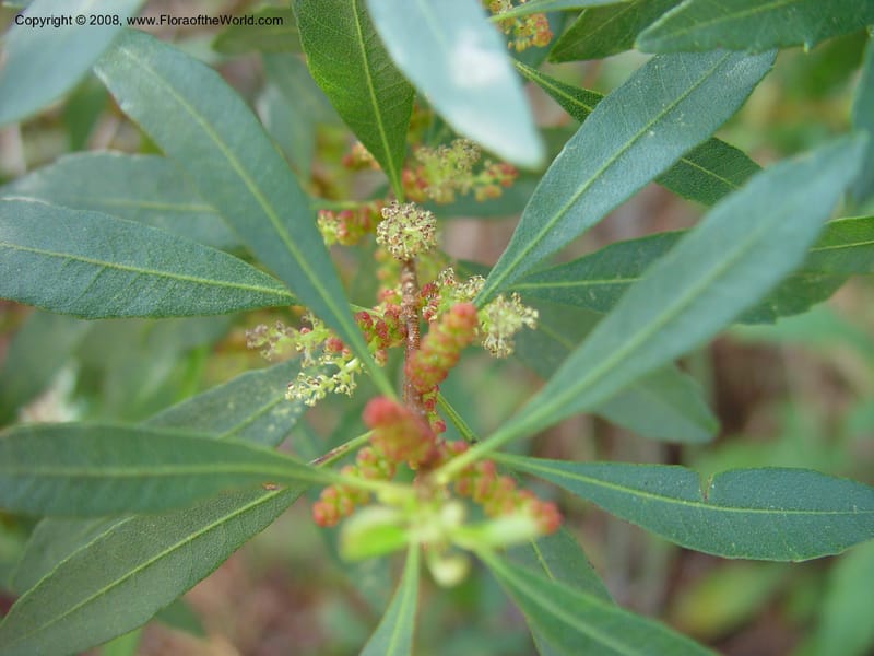 Myrica cerifera--FL. Collier Co. Corkscrew Swamp Sanctuary. 12 Jan 03. 001.jpg
