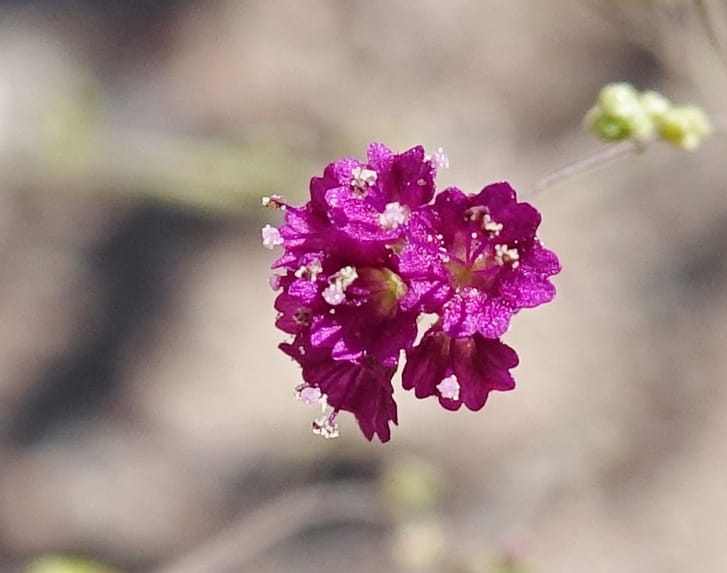 Boerhavia diffusa var. leiocarpa, Fortunato 13150--Argentina. S. of San Augustin. Las Bretes. 8 Feb 2018. DSC09370 (226).JPG