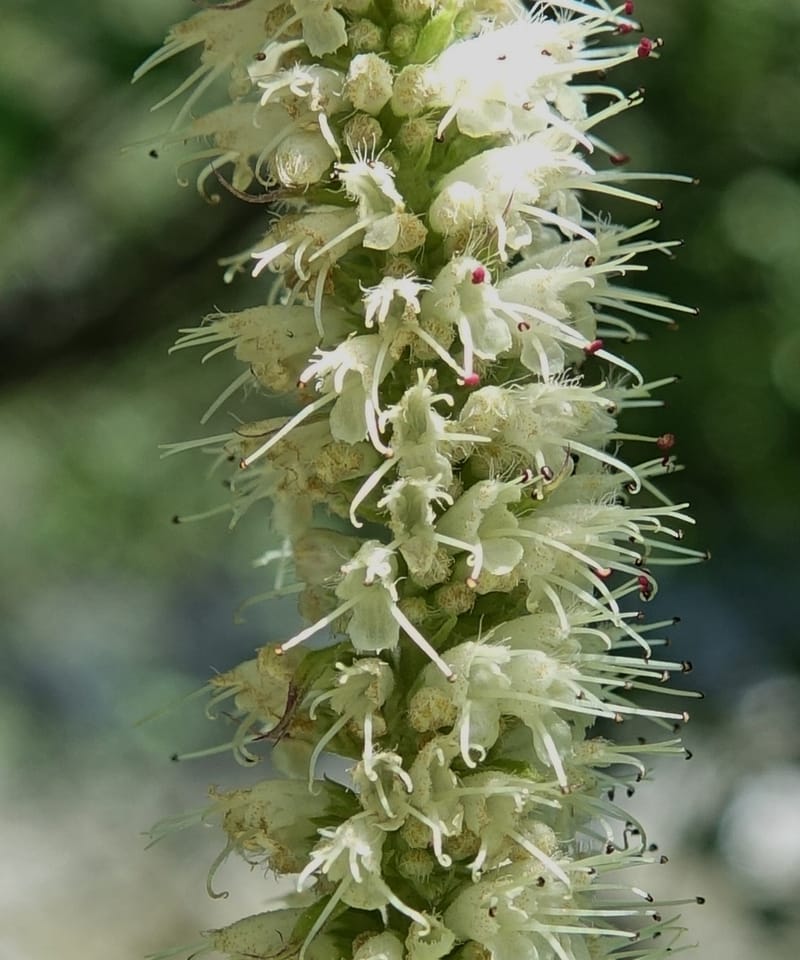 Elsholtzia fruticosa, C. Davidson 13758--China. Sichuan. Yibailingba-gou. 12 Aug 2017. DSC04660 (566).JPG