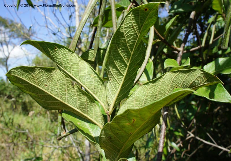 Forsteronia pubescens, Stevens,  W. D 31127, Cerro Cora, 16 Mar 2011 4174 (14).JPG