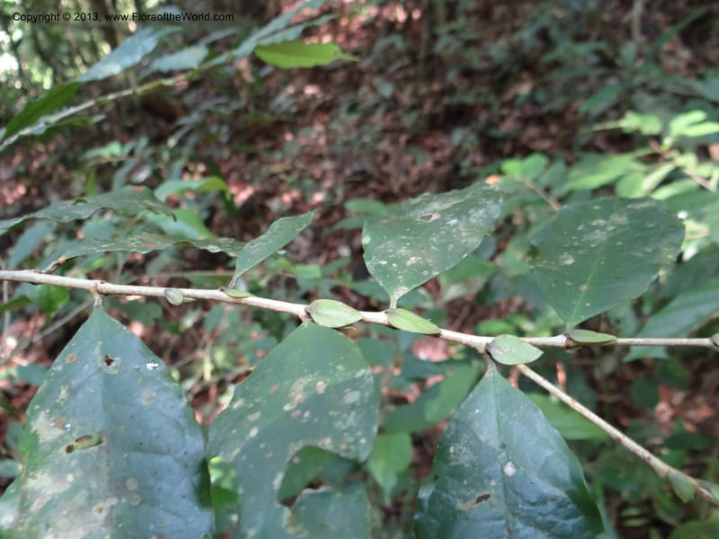 Antidesma, VC 5594--Thailand. Ranong Prov. Klong Naka Wildlife Sanctuary. 14 Nov 2012. DSC09055 (84).JPG