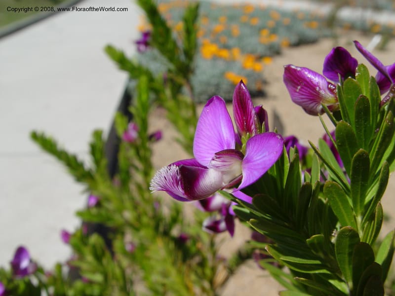 Polygala virgata--Spain. Barcelona Botanic Garden. 21 Apr 04. 083.jpg