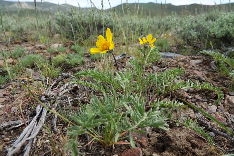 Balsamorhiza hookeri, C. Davidson 13555--ID. Blaine Co. Rock Creek Preserve. TNC. 13 May 2017. DSC00171 (292).JPG