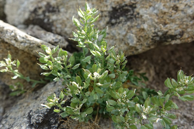 Noccaea fendleri subsp. idahoense, C. Davidson 13715--ID. Boise Co. Scott Mtn. L.O. rd. 15 July 2017. DSC03279 (138).JPG