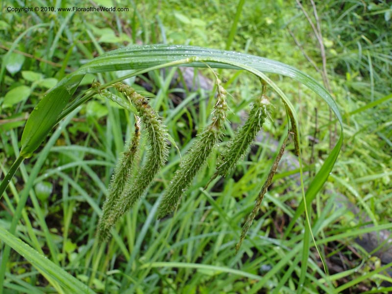Carex crinata, Mori S 27442, USA, North Carolina, Wake Co., Boyce Bridge Rd., 25 May 2010 (10).JPG