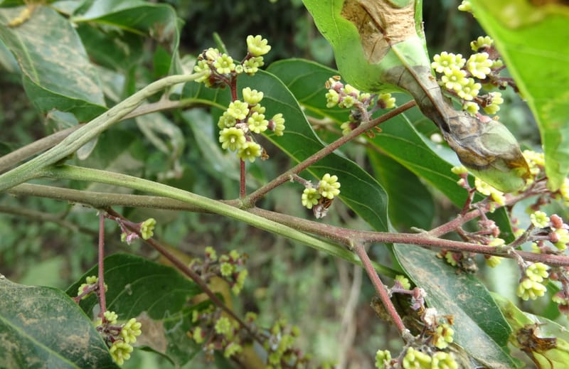 Alectryon, Munzinger, J 7386--Fiji. Along Hibiscus Hwy. 7 Nov 2015. DSC00180 (12).JPG
