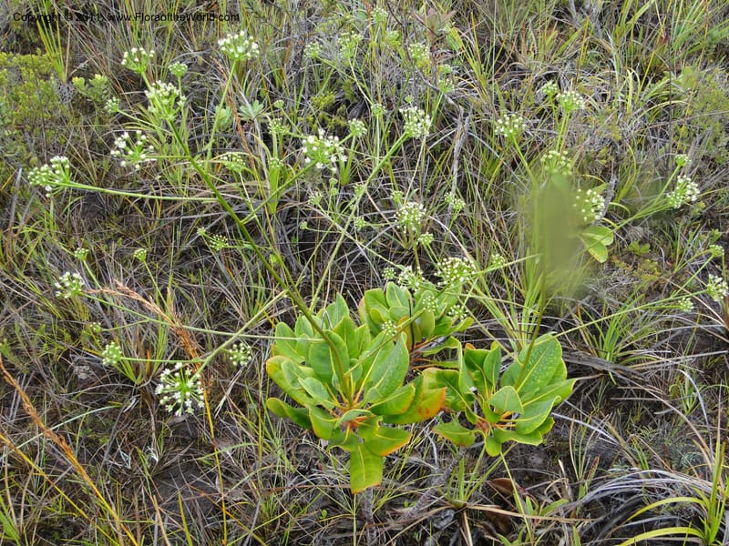 Myodocarpus, P. Lowry 7188--New Caledonia. Plaine des Lacs. NW of Grand Lac. 21 Jan 2010.1580 (12).JPG