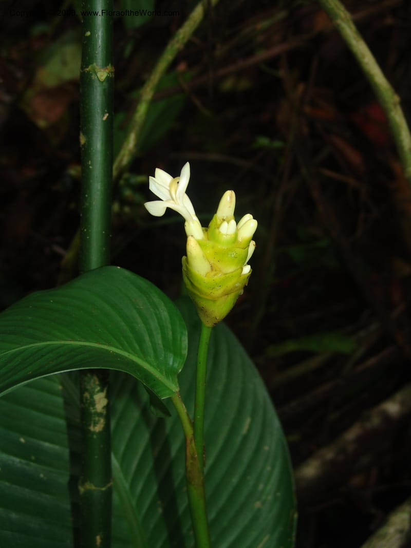 Calathea marantifolia--Costa Rica. Prov. Limon. La Selva Biol. Sta. 5 Nov 05. 036.jpg