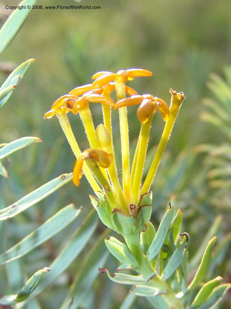 Gnidia--So.Africa. Mpumal. R577 N of Lydenburg. 16 Mch 05. 114.jpg
