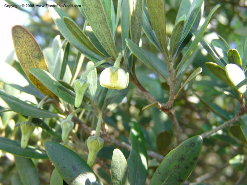 Diospyros dichrophylla--So.Africa. E. Cape. Waringham Farm, Quanti Area, Stut. 8 Mch 05. 134.jpg