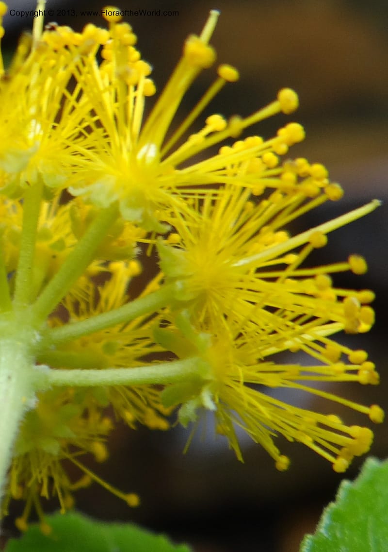 Azara, WDS 34074--Chile. Reserva Nac. Los Queules. 15 Feb 2013. DSC01158 (64).JPG