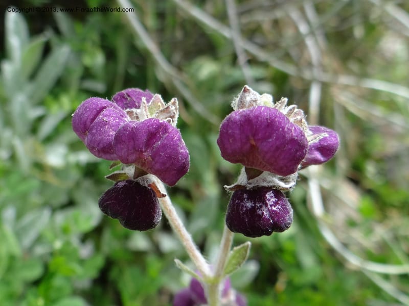 Calceolaria arachnoidea, WDS 34214--Chile. Cta 115. 11.5 km W of La Laguna. 22 Feb 2013. DSC02736 (99).JPG