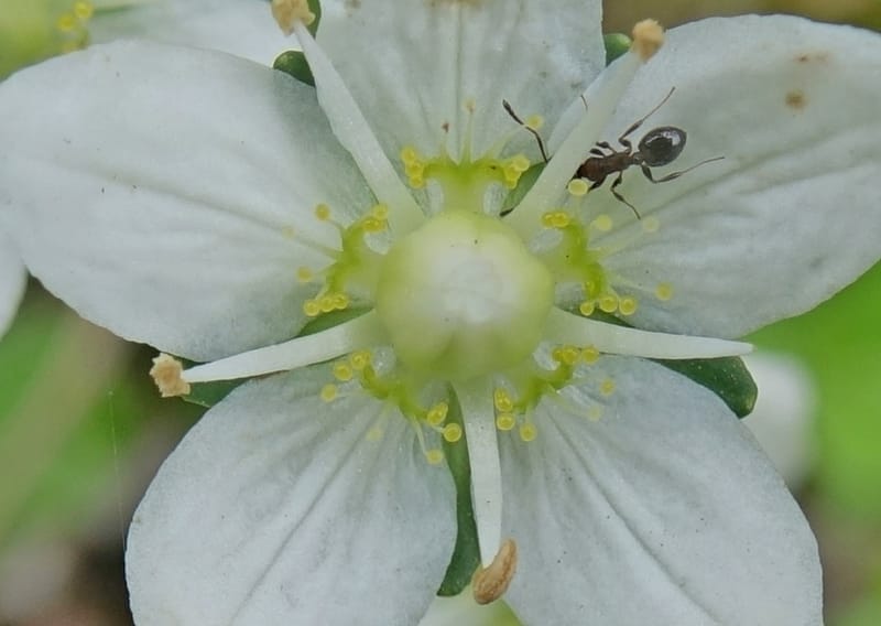 Parnassia palustris, Tseng Yu-Hsin 1316--Taiwan. SW of Nanshan on highway 7. 20 May 2016. DSC03339 (23).JPG