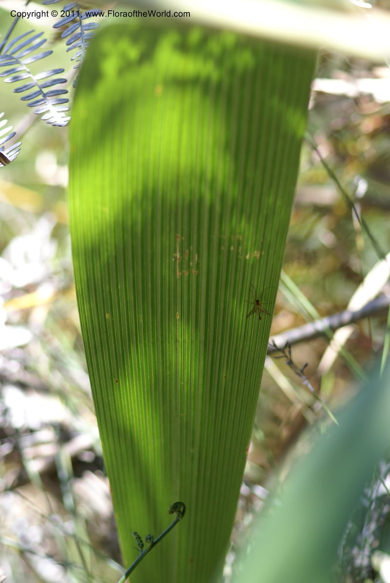 Joinvillea,  Munzinger, J 4656--New Caledonia, Province du Sud, Dumbea barrage,  11 Nov 2007 DSC06545 (12).JPG