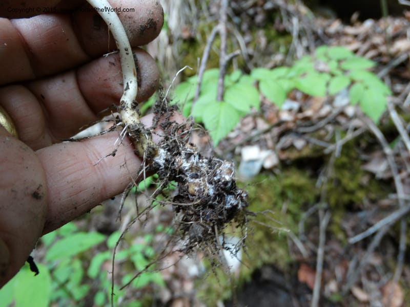 Cardamine macrophylla, Boufford, D 43604--China. Sichuan. ShaShiDuo. 8 May 2014. DSC04232 (109).JPG
