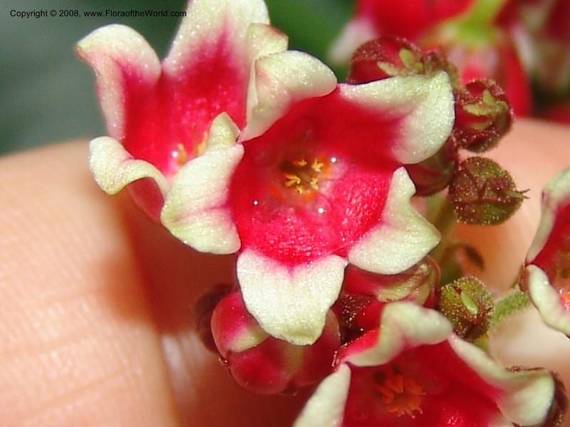 Parathesis--CA. San Francisco Botanical Garden (Strybing Arb.). 30 Mch 06. 189.jpg