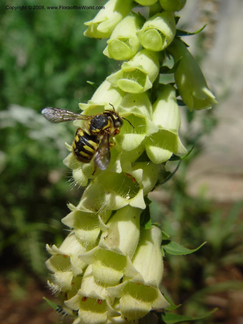 Digitalis lutea--Italy. Tuscany. Univ. Firenze, Giard. dei Simplici, Florence. 22 May 03. 002.jpg