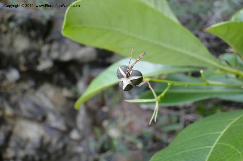 Cleidion, J. Munzinger 65 81--New Caledonia. Mine St. Louis Boulinda. 18 Feb 2011. 116 (9).jpg