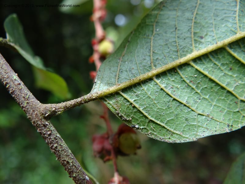 Cupaniopsis flagelliformis, Gray, B 9642--Australia. Queensland. Mt. Lewis Rd., Mt. Lewis. 13 Nov 2013. DSC08352 (158).JPG