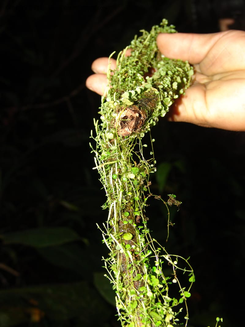 Peperomia, RVasquez31563--Peru. Prov. Oxa. Estac. Paujil. Send. El Mirador. 16 Oct 06. 521.jpg