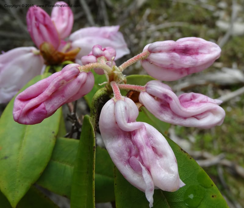 Rhododendron, Boufford, D 43643--China. Sichuan. XiaYingShan to XiangZhai. 10 May 2014. DSC05109 (184).JPG