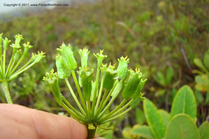 Myodocarpus, P. Lowry 7188--New Caledonia. Plaine des Lacs. NW of Grand Lac. 21 Jan 2010. 293 (196).jpg