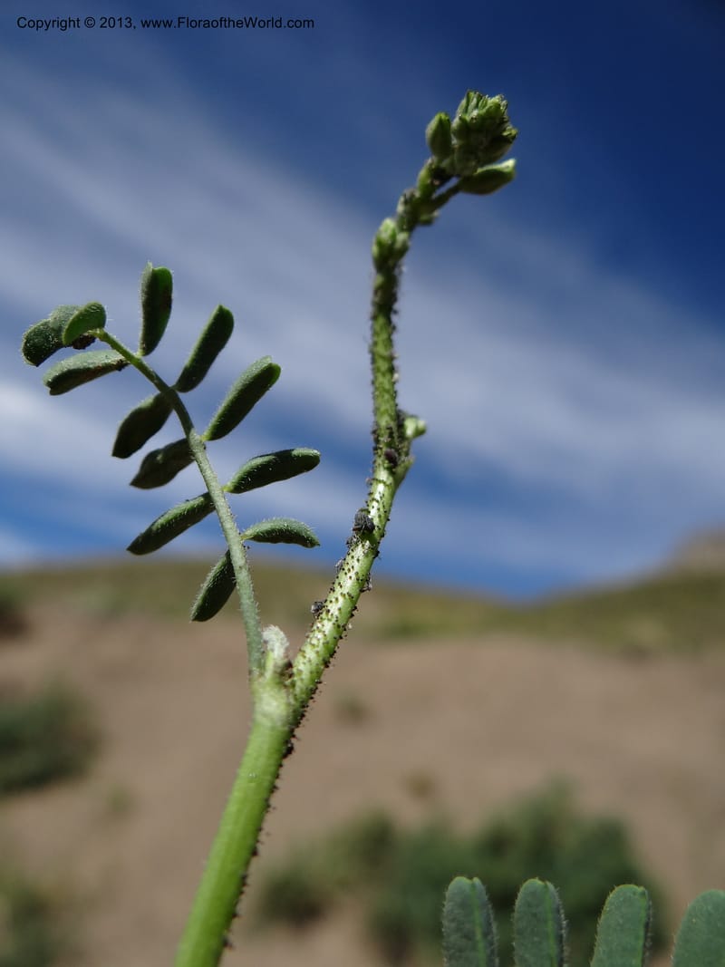 Adesmia, WDS 34191--Chile. Cta. 115. La Laguna. 22 Feb 2013. DSC02595 (71).JPG