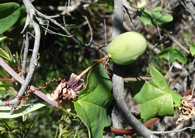 Passiflora aurantia, Davidson, C 13330--Australia. Qld. Jacob's Well. 16 Oct 2016. DSC02498 (84).JPG