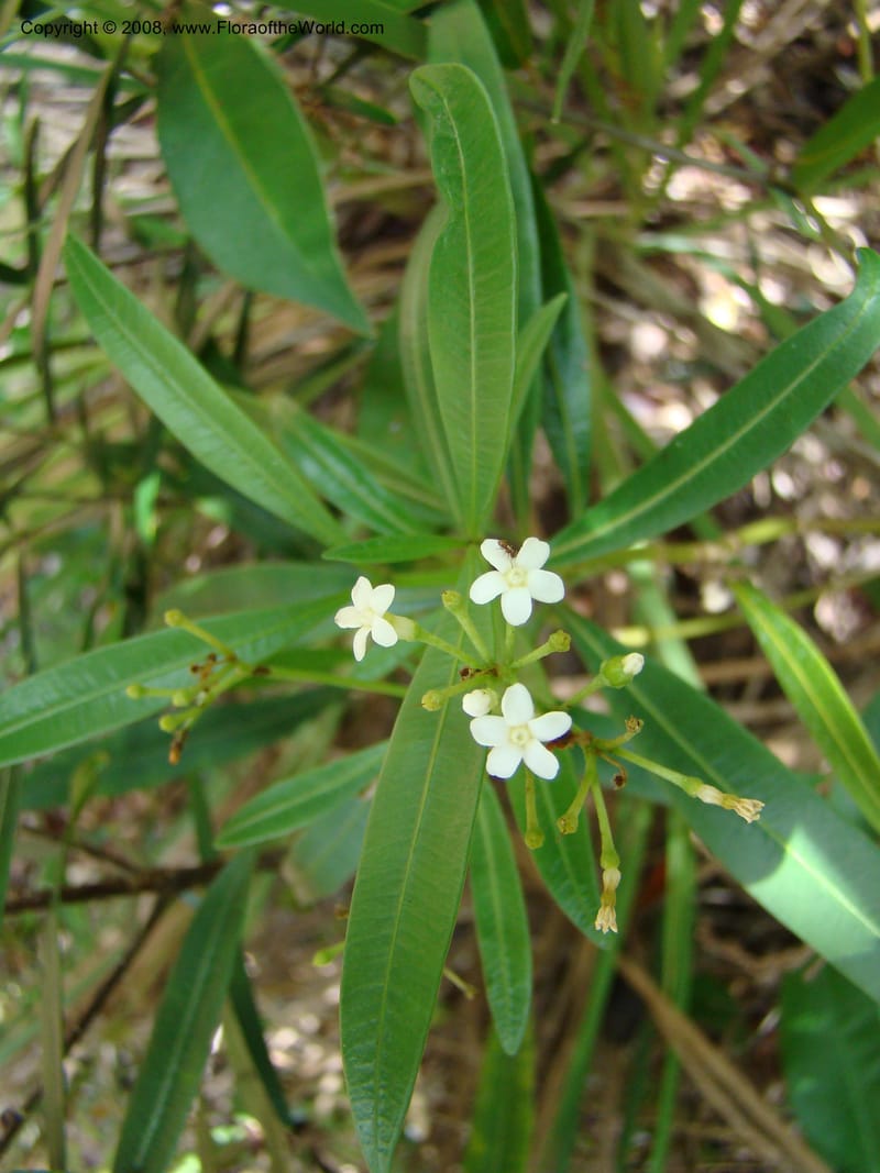 Rauvolfia semperflorens, JMunzinger4677--N.Caled. Dumbea Dam in Dumbea Riv. 11 Nov 07. 293.jpg