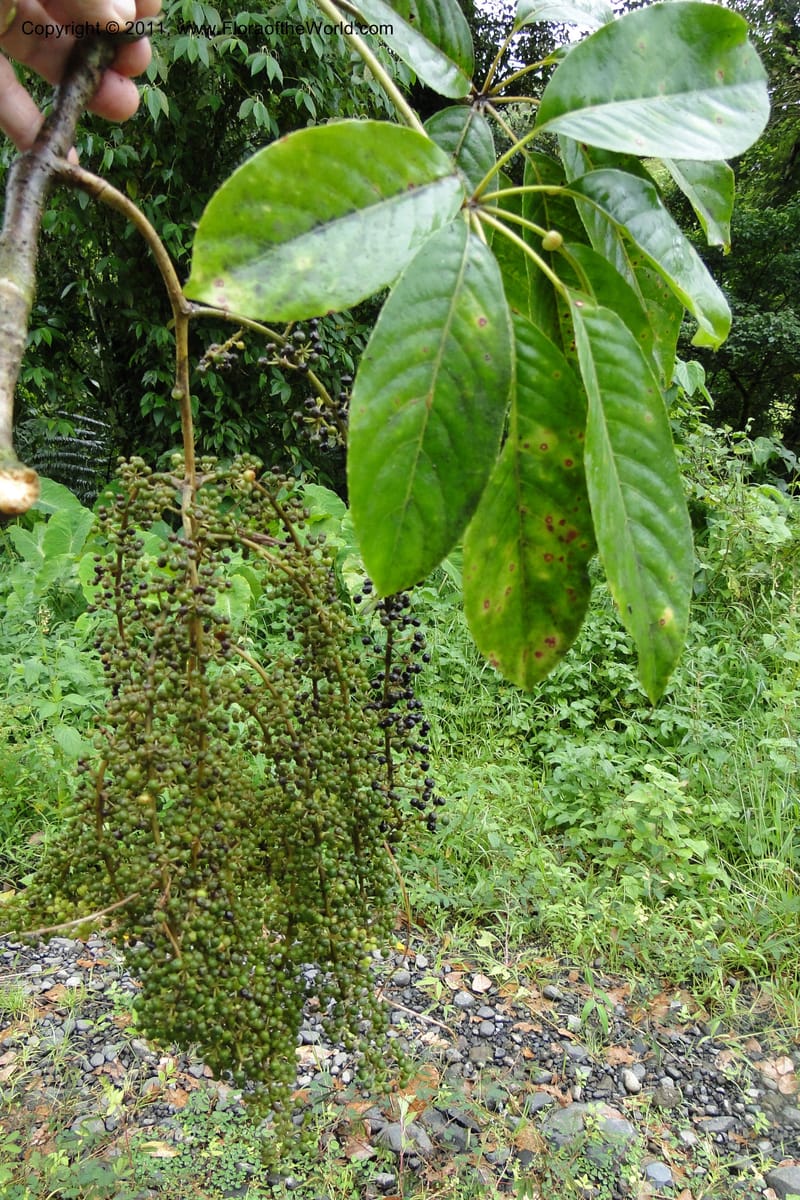 Schefflera vitiensis, M. Tuiwawa 4917--Fiji. Area of Monasavu Dam I. 9 Feb 2011. 201 (25).jpg