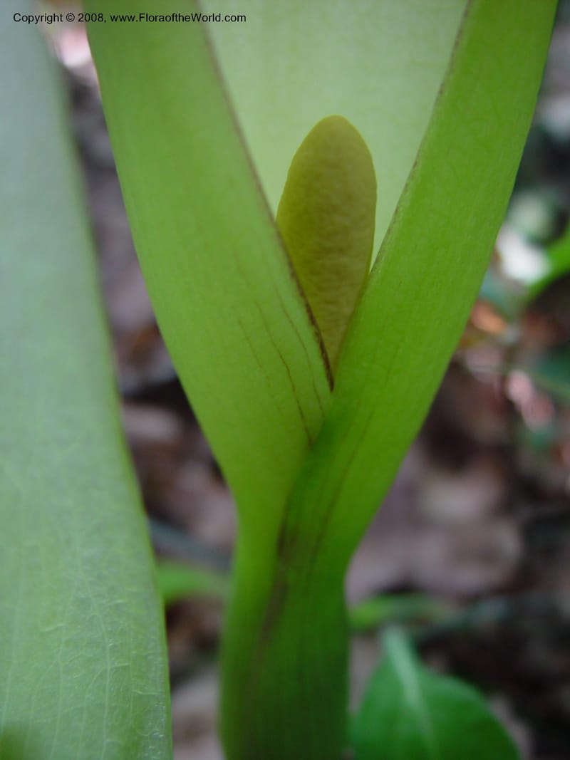 Arum italicum--Italy. Abruzzo. Ris. Torino di Sangro. 5 May 03. 149.jpg