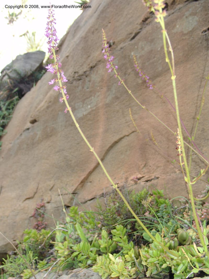Plectranthus spicatus--So.Africa. E. Cape. Waringham Farm, Quanti Area, Stut. 8 Mch 05. 538.jpg