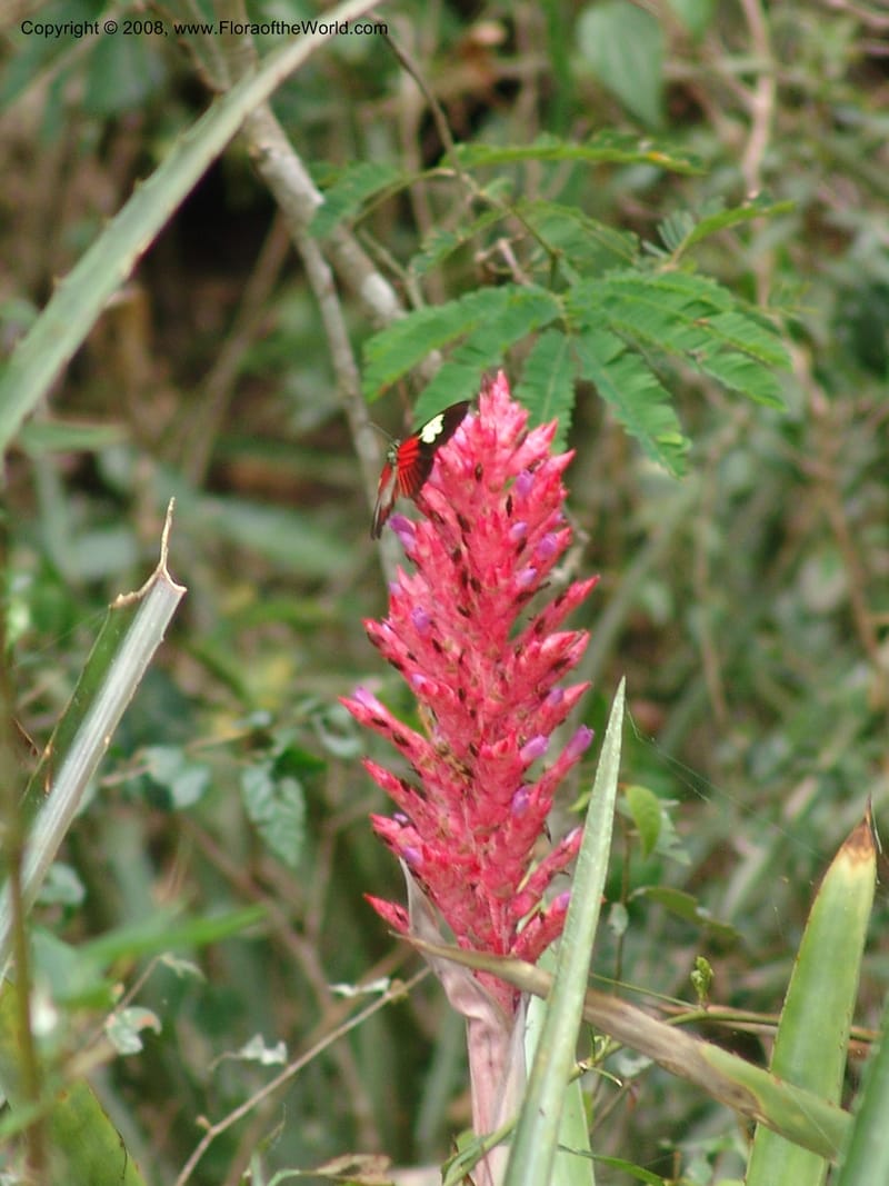 Aechmea distichantha, AAraujoM2910--Bolivia. F. Tamayo. W of Apolo. Rio Machariapu. 17 Sep 06. 240.jpg